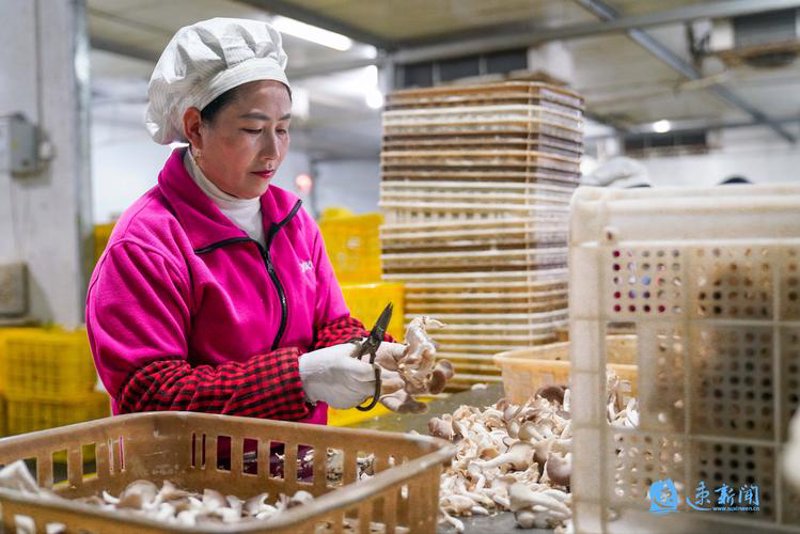 灵芝孢子粉:提升免疫力的现代养生佳品