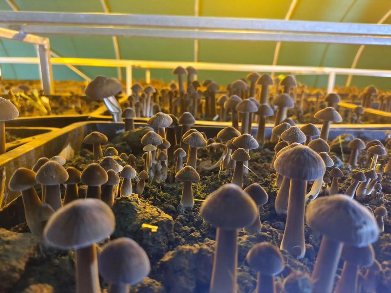 食用菌种植